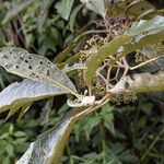 Callicarpa arborea Blatt