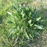 Beta vulgaris 整株植物