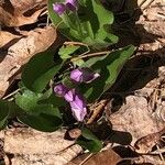 Galearis spectabilis 花