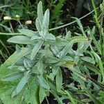 Salvia fruticosa 葉