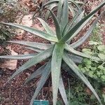 Aloe castanea Lapas