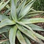 Aloe marlothii Habit