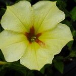Petunia × atkinsiana Blodyn