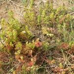 Limnophila sessiliflora موطن