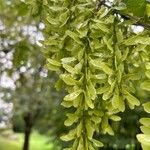 Acer cissifolium Fruit