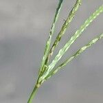 Digitaria sanguinalis Flower