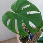 Monstera adansonii Leaf