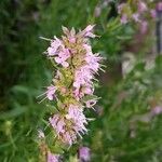 Hyssopus officinalis Blomst