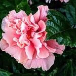 Hibiscus rosa-sinensis Flor