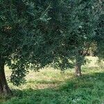 Olea europaeaList