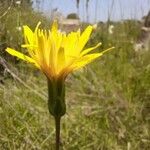 Scorzonera hispanica 花