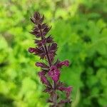 Stachys sylvaticaFlor