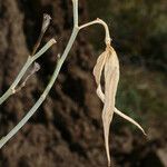 Asclepias albicans Plod