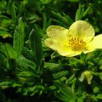 Dasiphora fruticosa Flor