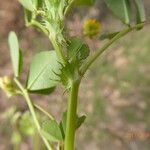 Medicago polymorpha Folio