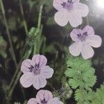 Erodium rupicola 花