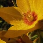 Lysimachia punctataFlower