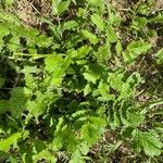 Brassica tournefortii Leaf