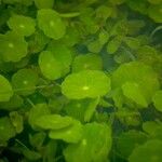 Hydrocotyle incrassata Habit
