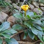 Solandra maxima Květ