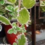 Plectranthus forsteri Blad