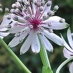 Astrantia major 花