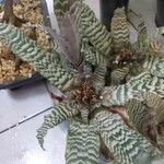 Cryptanthus fosterianusList