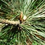 Pinus resinosa Blad