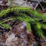 Lycopodium clavatumFoglia