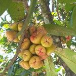 Syzygium aqueum Fruit