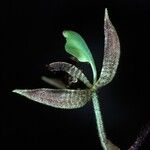 Kegeliella houtteana Flower