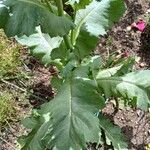 Papaver somniferum Foglia