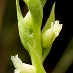 Spiranthes romanzoffiana Λουλούδι