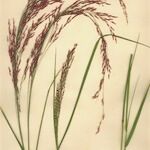 Eragrostis tef Costuma