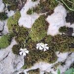 Gypsophila tenuifolia Flor