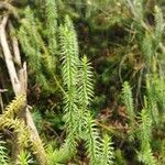 Lycopodium clavatumHoja