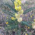 Astragalus alopecuroides Habit