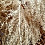 Miscanthus sinensis Mbuma
