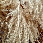 Miscanthus sinensis Frucht