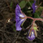 Phacelia parryi Kvet