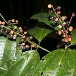 Miconia gracilis Плод