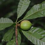 Pouteria campechiana Fruit