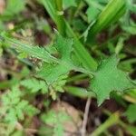 Lactuca muralis برگ