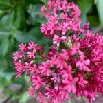 Valeriana lecoqiiFlower