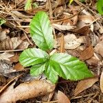 Rubus flagellaris 葉