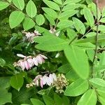 Indigofera decora Folha