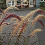 Pennisetum setaceum 果