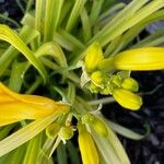 Hemerocallis lilioasphodelus Flor