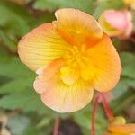 Begonia sutherlandiiFlor