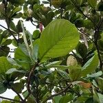 Terminalia catappa পাতা